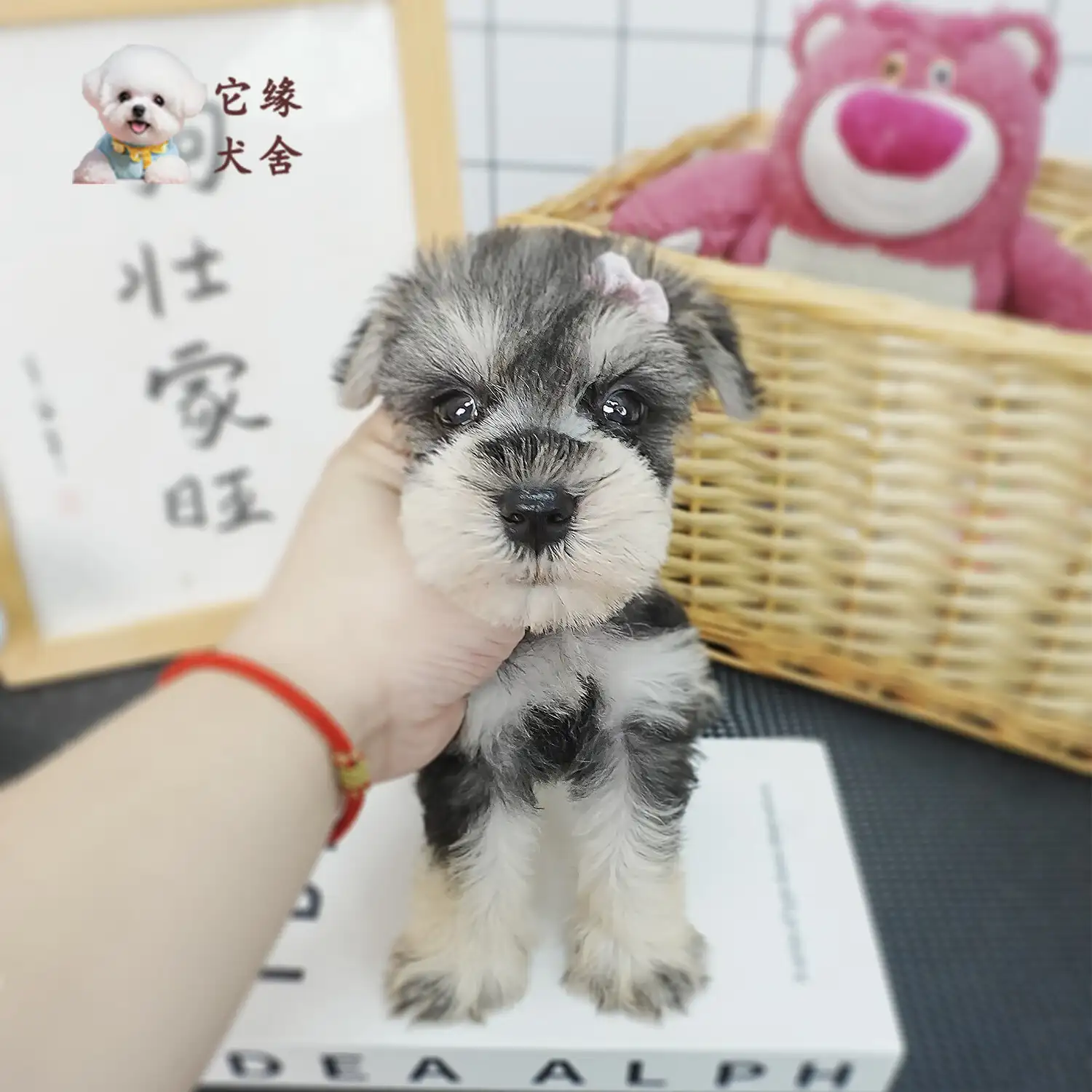 雪纳瑞幼犬价钱(雪纳瑞幼犬价格多少钱一只)