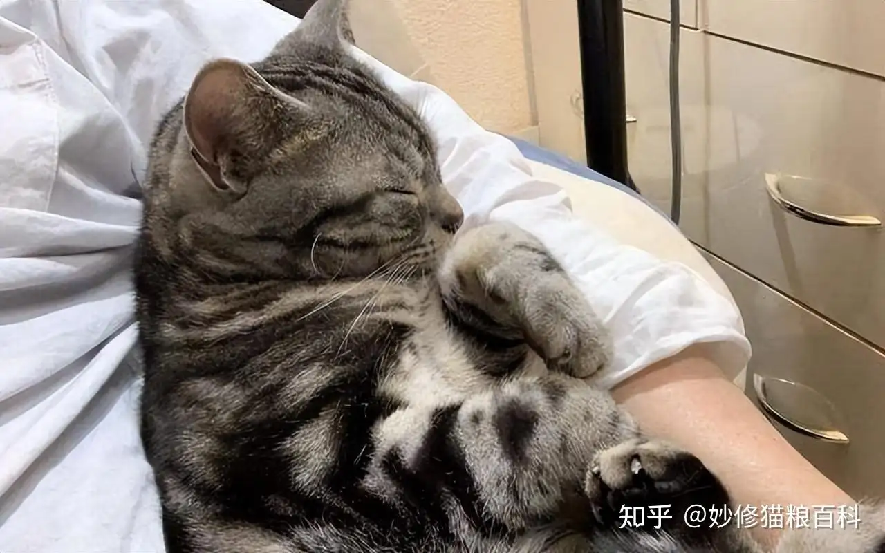 猫咪喜欢睡在主人头旁边(猫喜欢睡在主人的头的旁边)