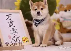 柴犬犬买(柴犬的选购)