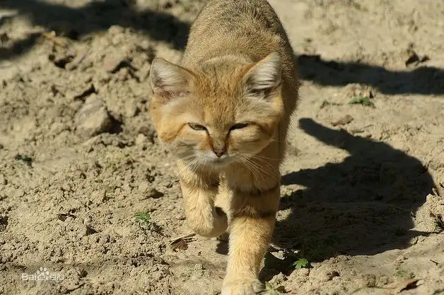 沙猫多少钱一只(沙皮猫多少钱一只)