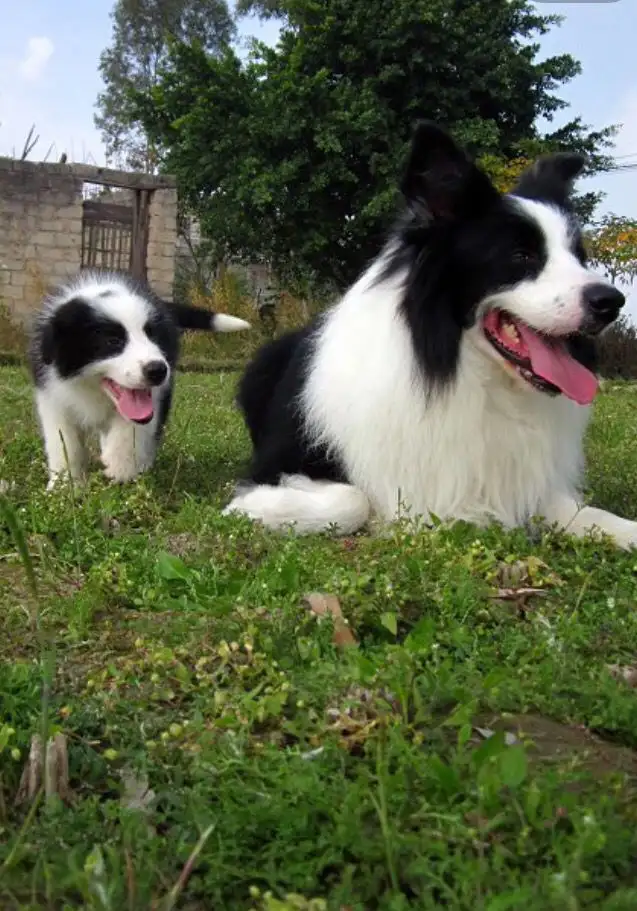 长春边牧是禁养犬种吗(长春边牧能办理养犬证吗)