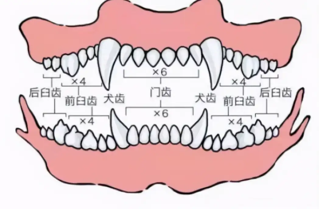 狗狗能活多少年?(狗狗能活多少年相当于人的多少年)