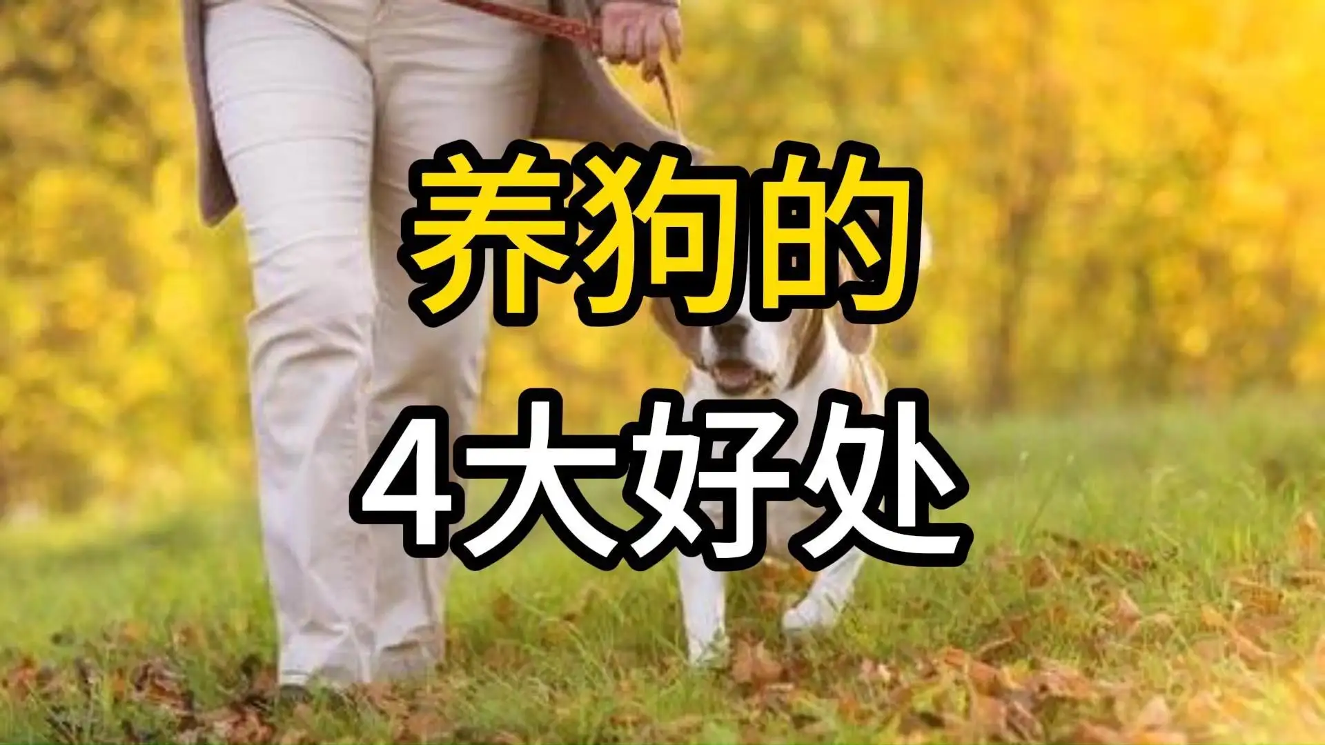 养狗对我们有什么好处(老一辈人说养狗不能养两只为什么)