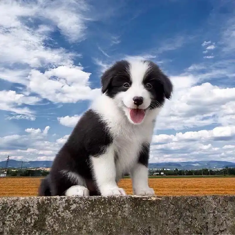 边牧犬多少钱一只幼犬(边牧犬多少钱一只幼崽知乎)