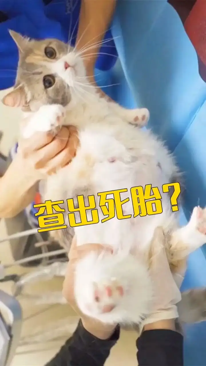 猫还孕多久生(猫咪怀孕好久生产)