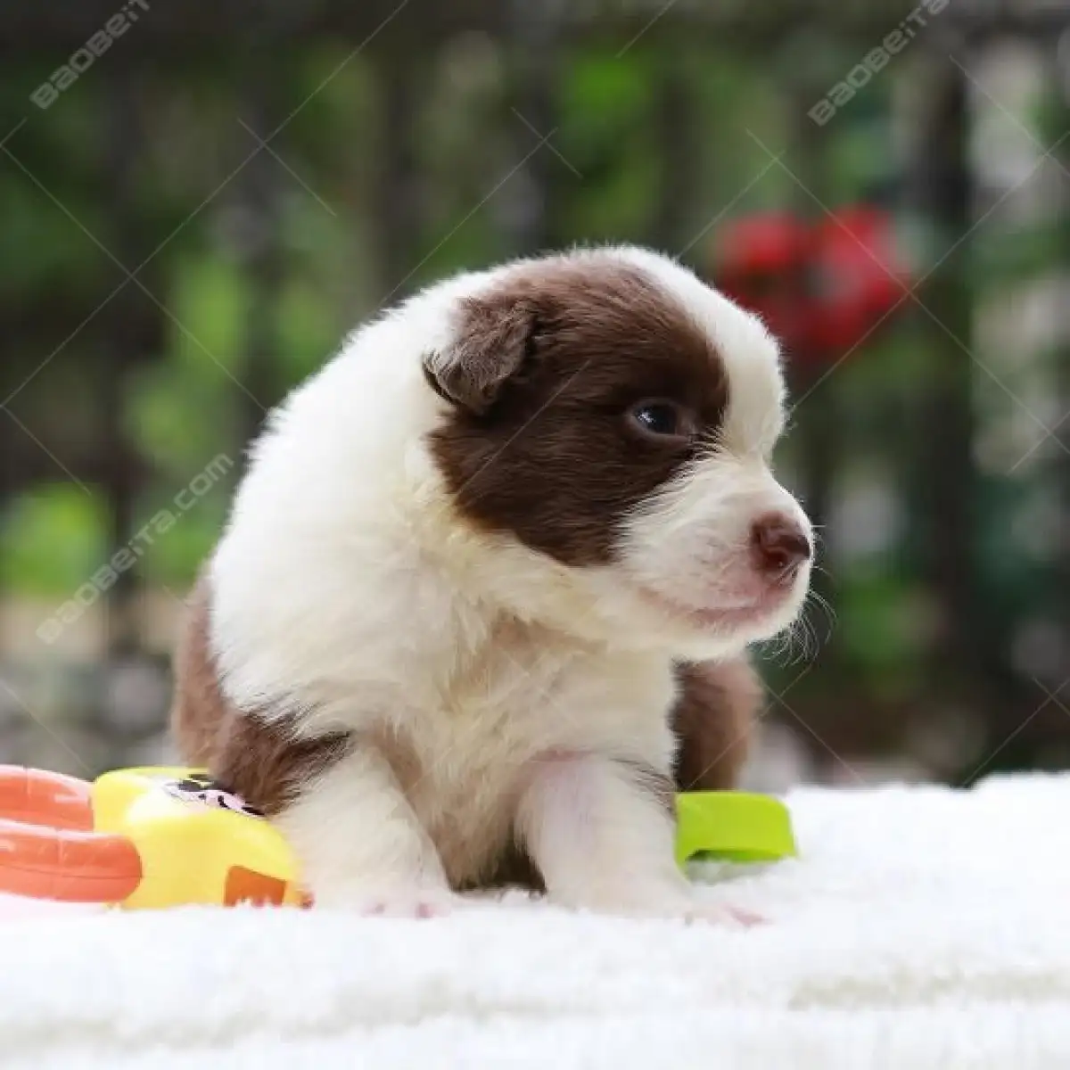 边牧犬多少钱一只幼犬(边牧犬多少钱一只幼崽知乎)