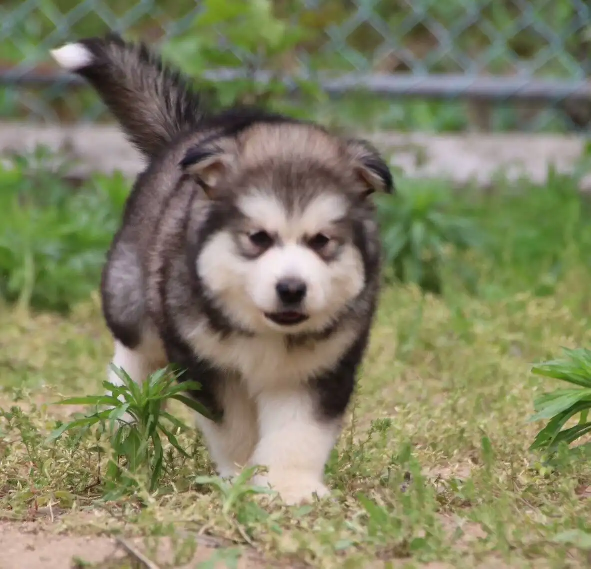 阿拉斯加犬纯种幼犬(阿拉斯加犬纯种幼犬图片大全)