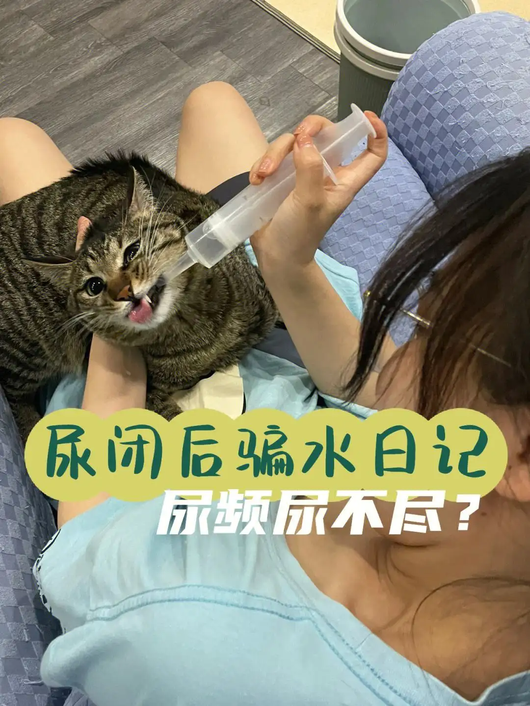 猫咪尿闭一般上宠物医院花多少钱(猫咪尿闭一般上宠物医院花多少钱能治好)