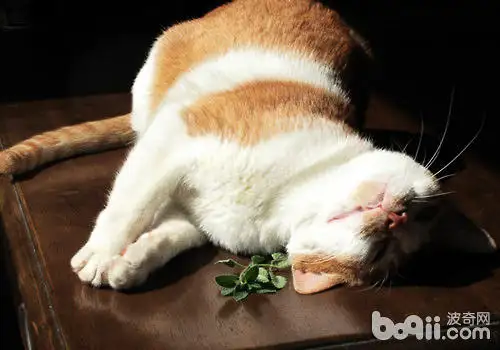 猫咪不喜欢猫薄荷(猫咪不喜欢猫薄荷球怎么办)