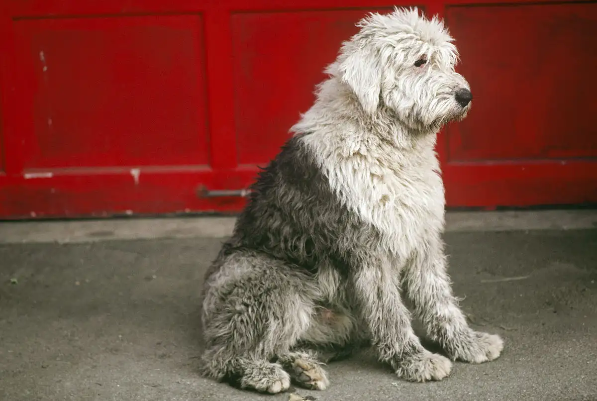 古代英国牧羊犬(古代英国牧羊犬的秉性属于)