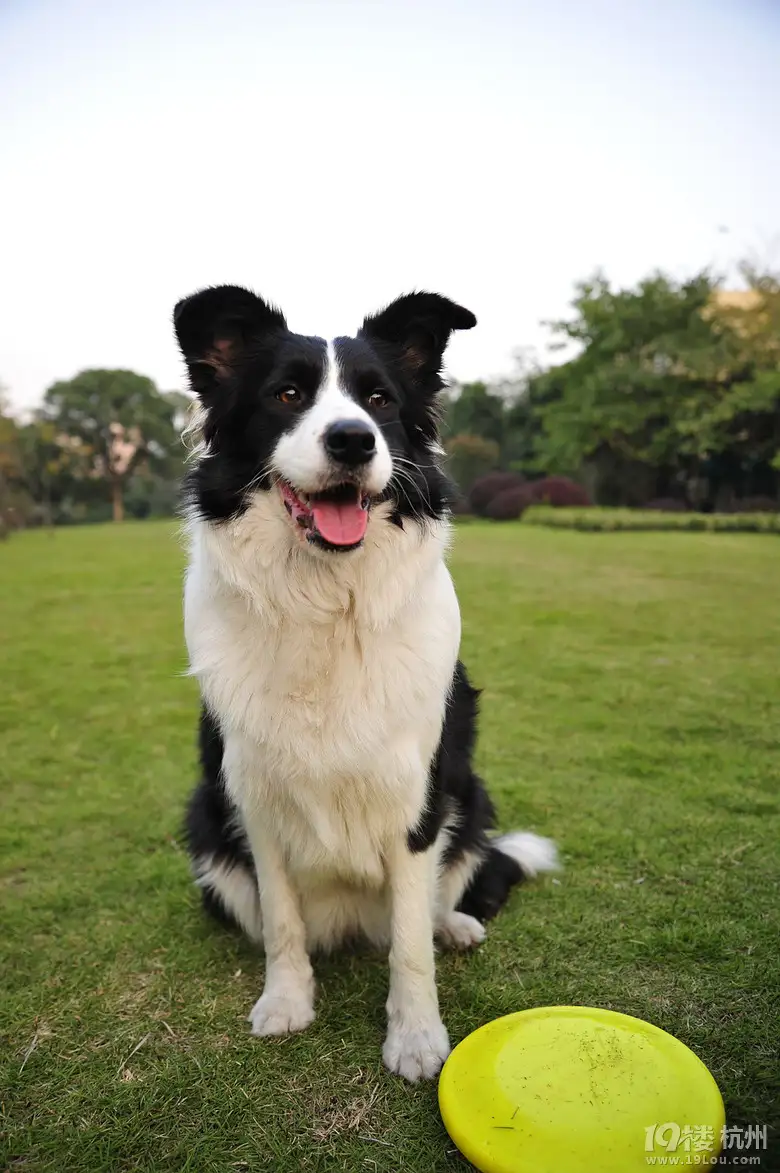 边牧难养吗(边牧犬难养吗)