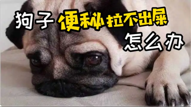 狗子便秘怎么办啊(狗子便秘是什么原因)