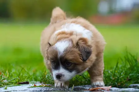 卷毛小型犬有哪些(卷毛小型犬有哪些图片)