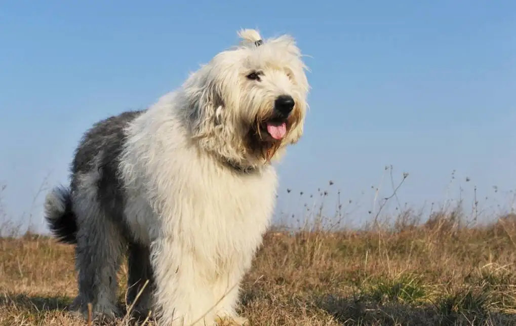 古代英国牧羊犬(古代英国牧羊犬的秉性属于)