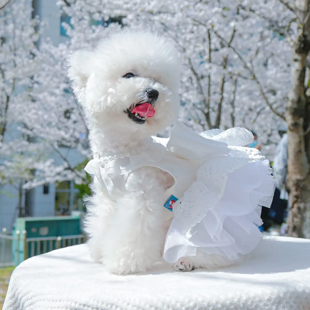 雪纳瑞小型犬(雪纳瑞小型犬能长多大)