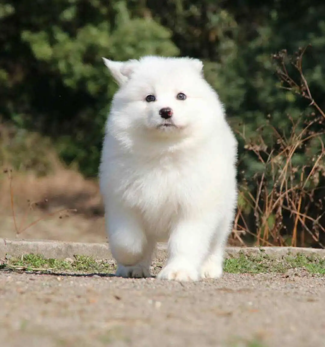 雪橇犬幼犬(雪橇犬分几种)