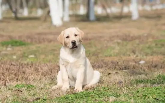 拉布拉多幼犬该怎么喂养(拉布拉多幼犬怎么喂养才能让它粗壮)