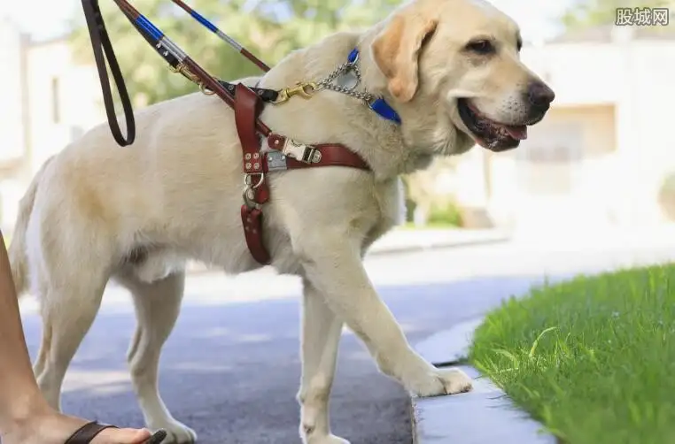 拉布拉多犬小区可以养吗(拉布拉多犬适不适合楼房养)