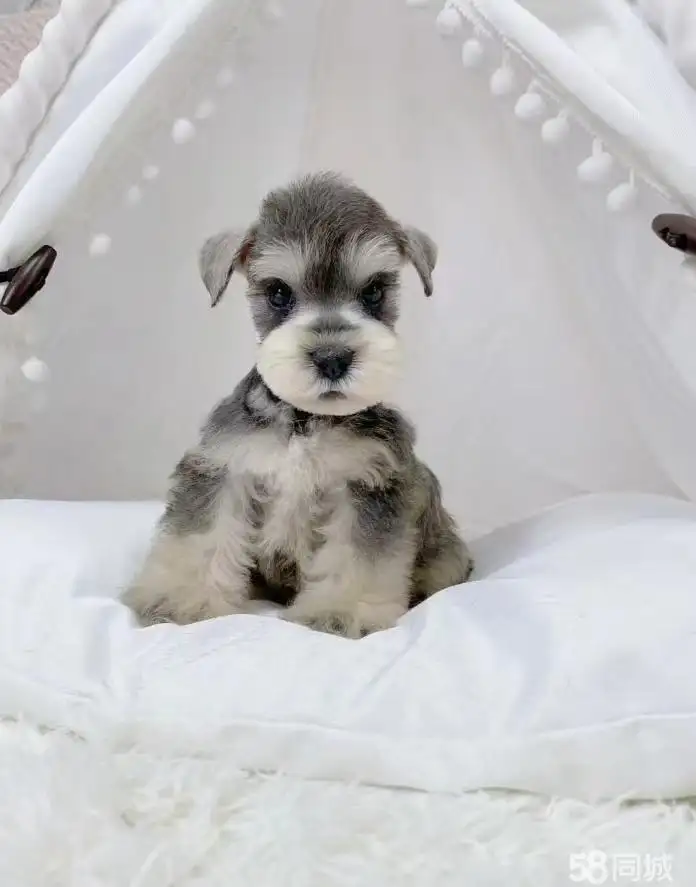 雪纳瑞小型犬(雪纳瑞小型犬能长多大)