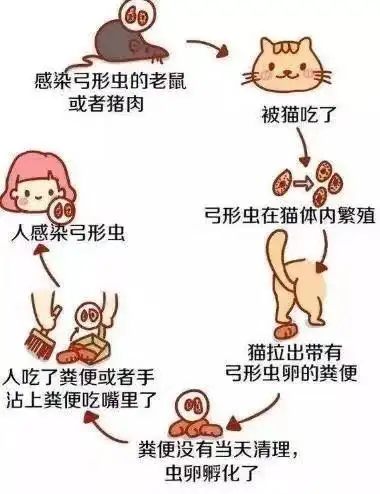 孕妇猫弓形虫(怀孕 养猫 弓形虫)