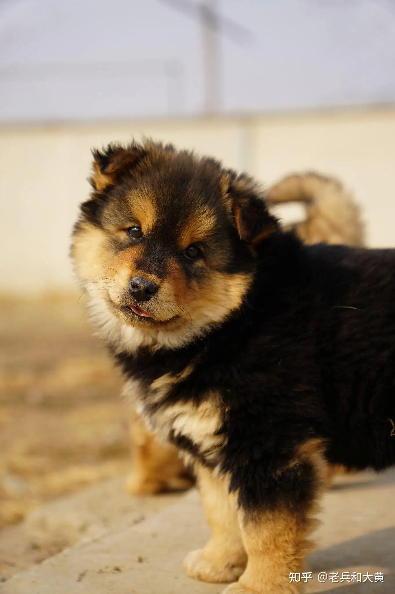 土松是中华田园犬(土松是中华田园犬嘛)