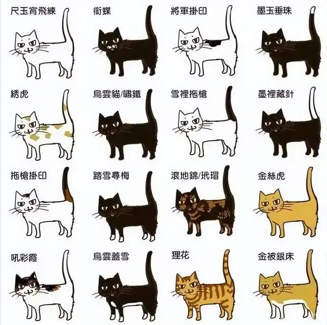 公猫和母猫区分图对比(公猫和母猫的区别 方法)