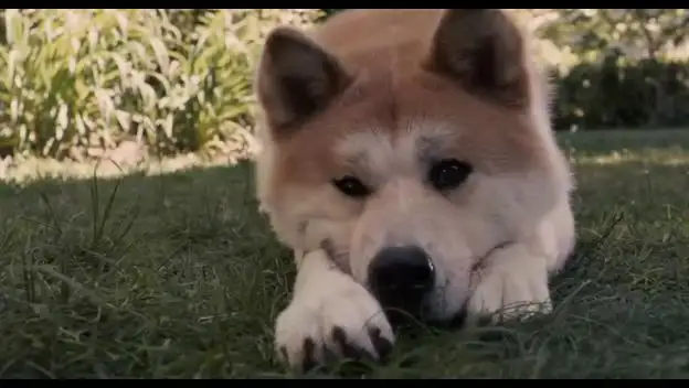 忠犬八公日本版简介(忠犬八公在日本有名吗)