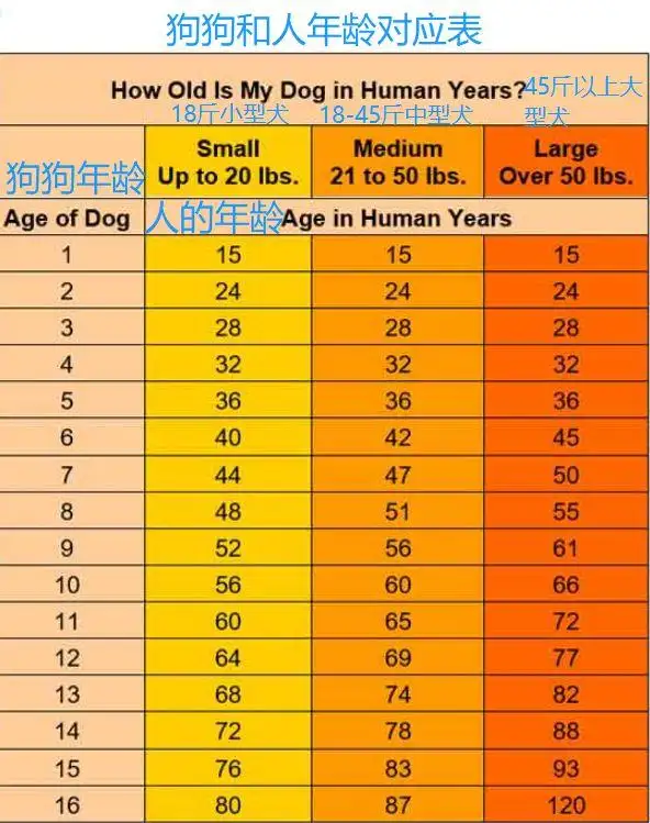 狗狗15岁相当于人几岁(狗狗15岁相当于人多少岁?)