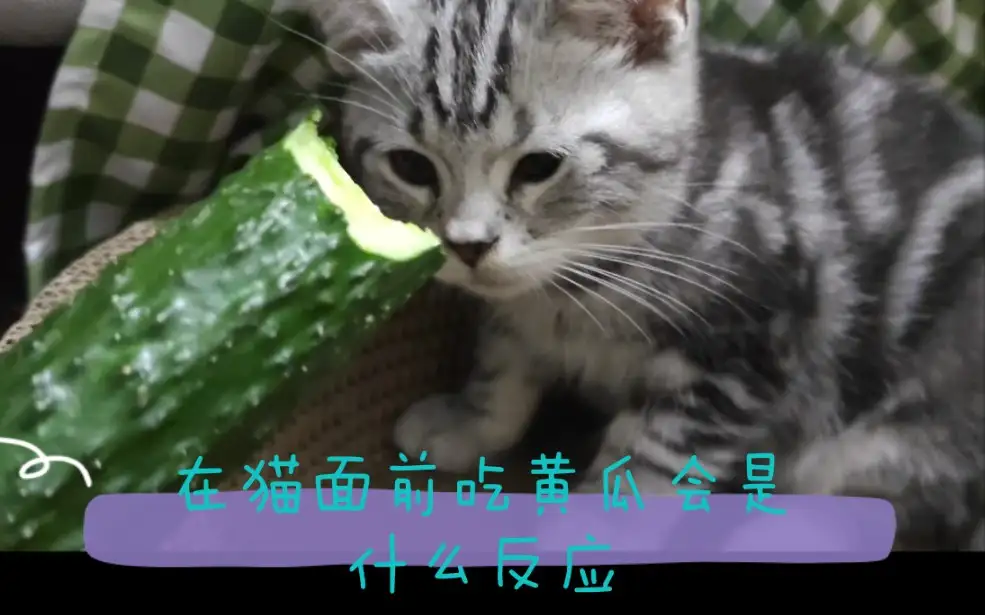 猫咪可以吃黄瓜么(猫猫可以吃黄瓜吗?)