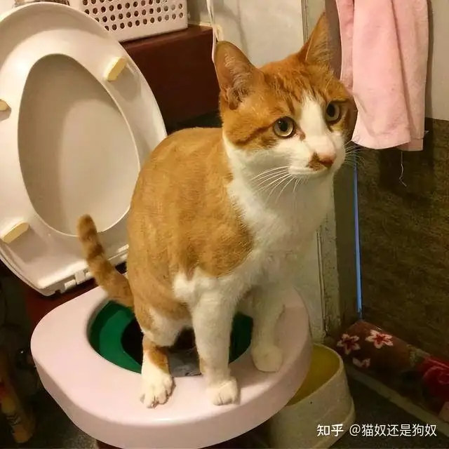 猫通便(猫通便以后不吃饭)