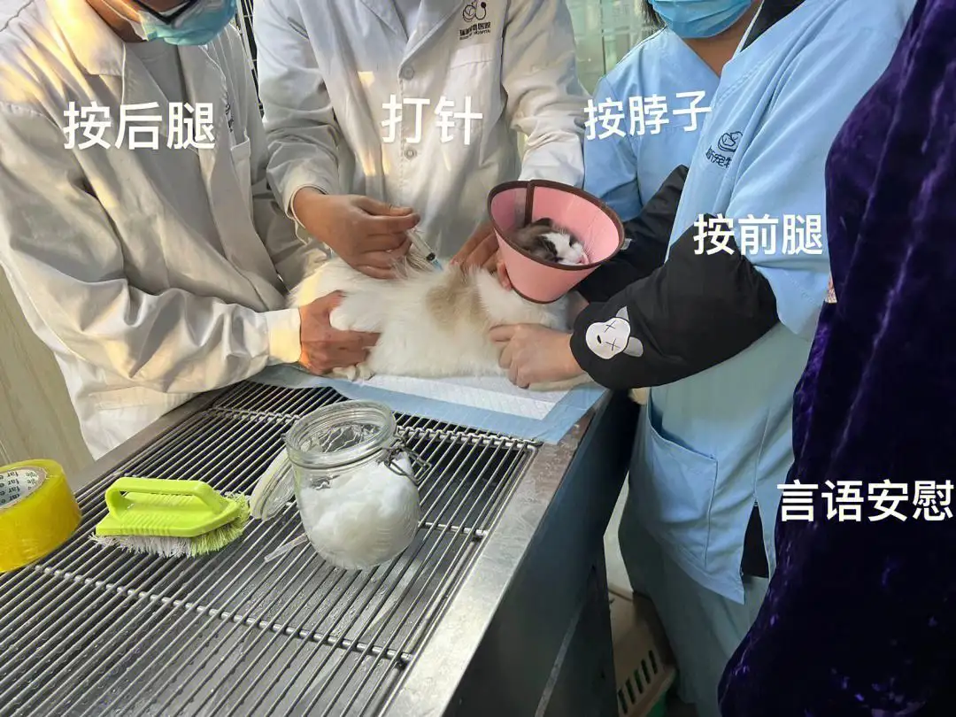 猫得个传腹什么治疗(猫得了传腹可以活多久)