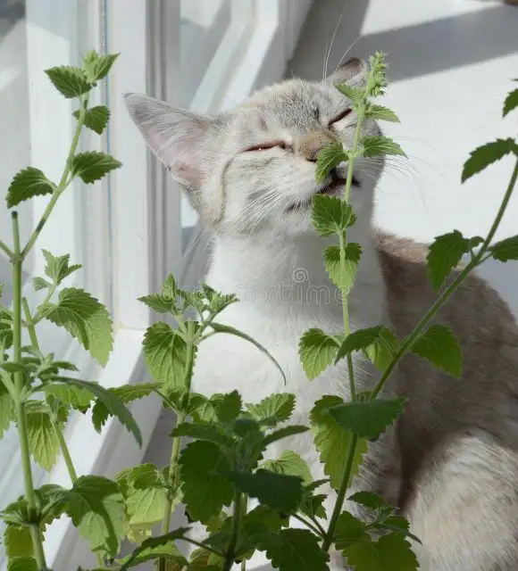 猫薄荷对猫的危害(猫薄荷对猫的危害是什么)