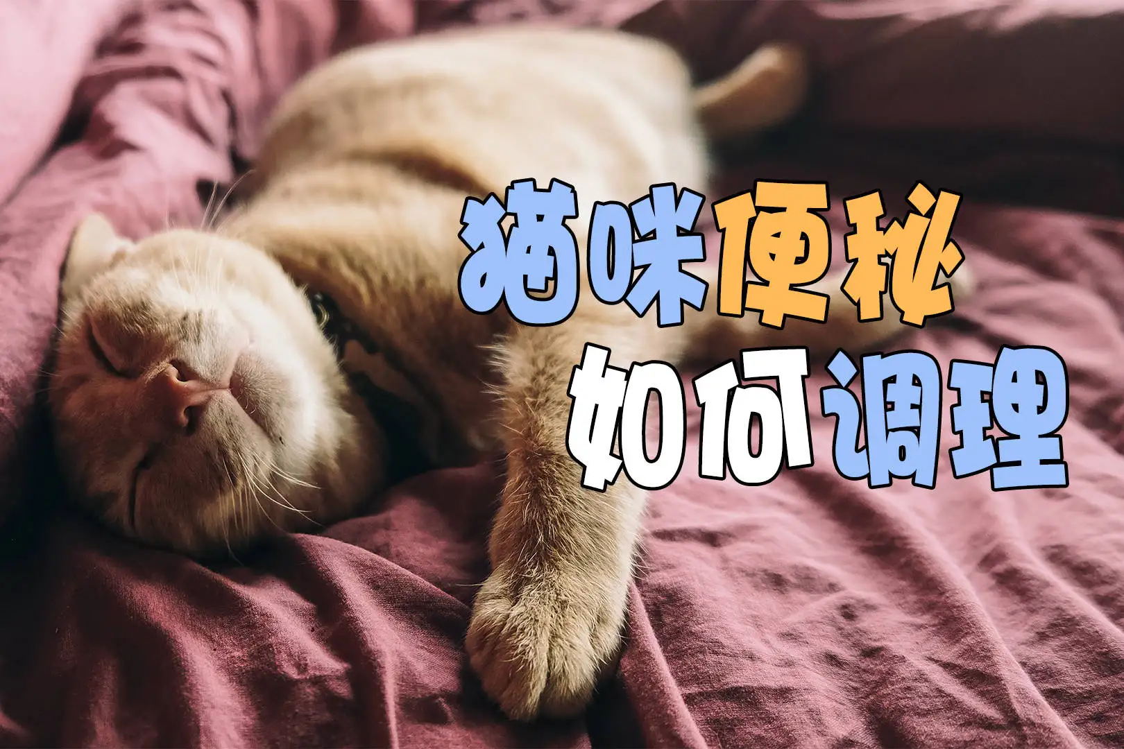 小猫便秘怎么回事(小猫便秘又拉稀怎么回事)