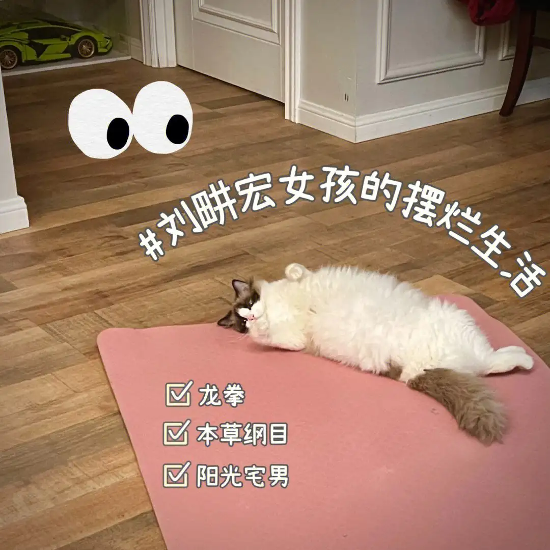 猫孕妇(猫孕妇可以吃猫草化毛球)