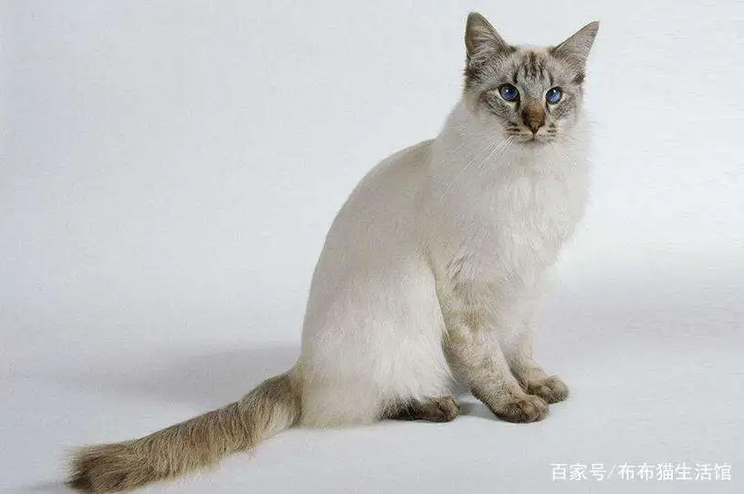 价格及品种宠物猫(价格及品种宠物猫图片)