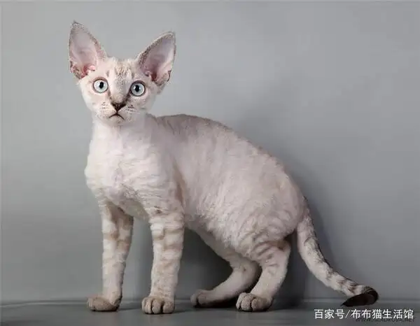 价格及品种宠物猫(价格及品种宠物猫图片)