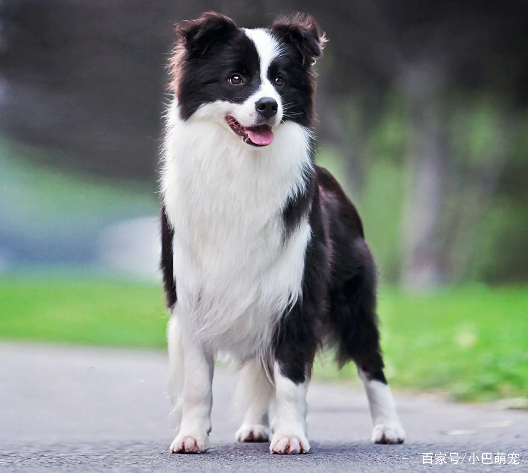 边境牧羊犬狗狗多少钱(边境牧羊犬多少钱图片京东)