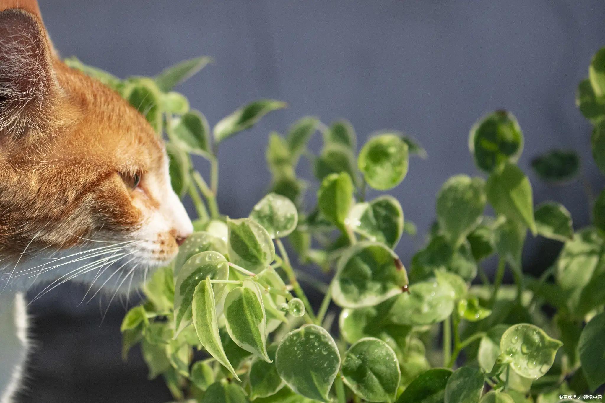 猫薄荷对猫的危害(猫薄荷对猫的危害是什么)