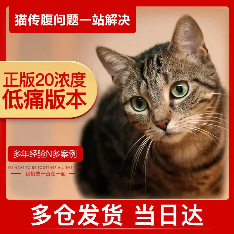 猫传腹的形成原因(猫传腹是什么原因引起的)