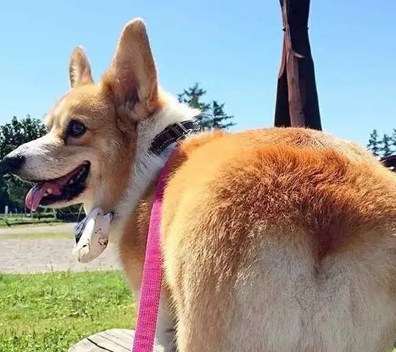 柯基犬不断尾巴可以吗(柯基犬不断尾巴会怎么样)