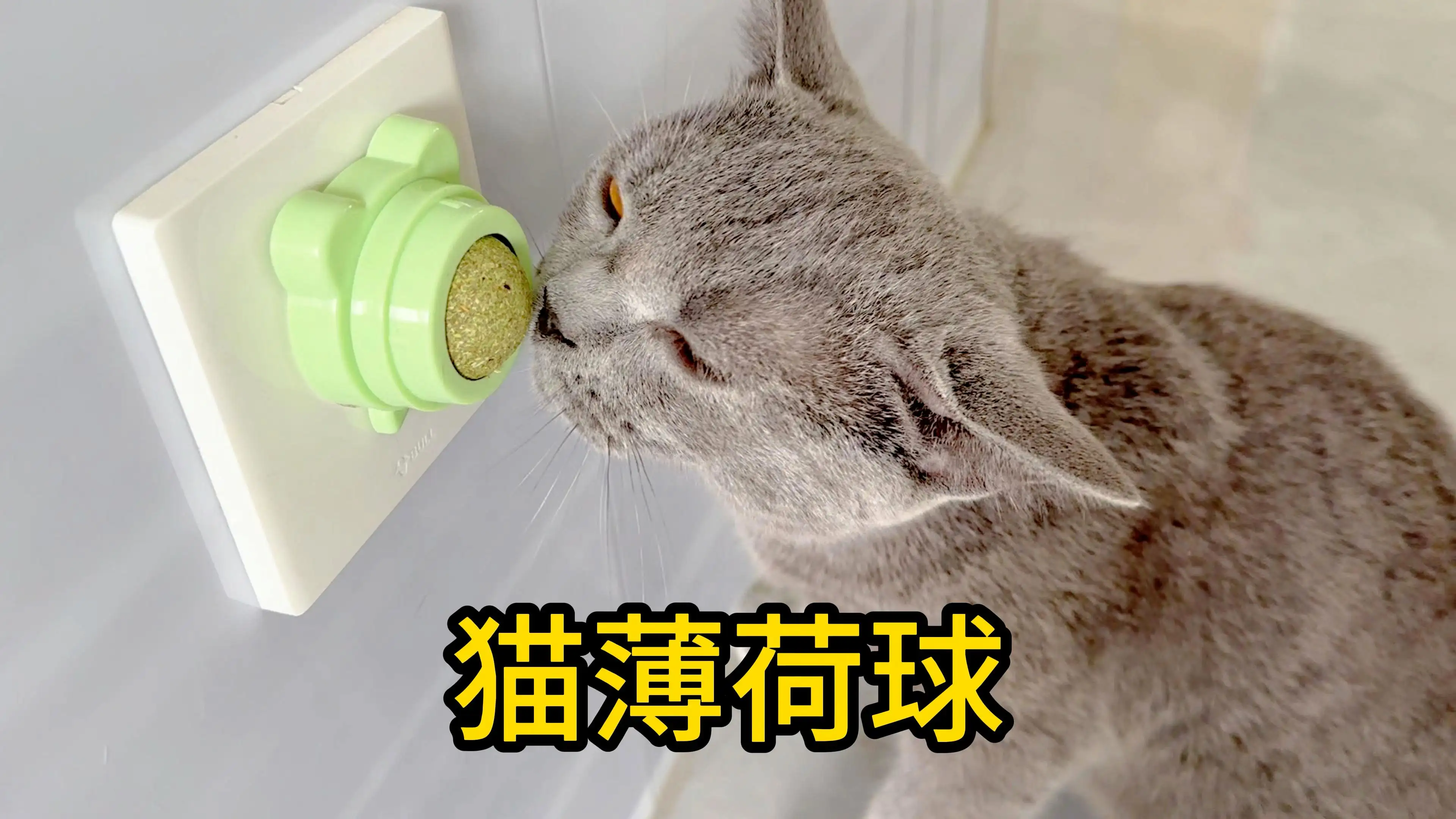 猫为什么喜欢猫薄荷原因是什么的简单介绍