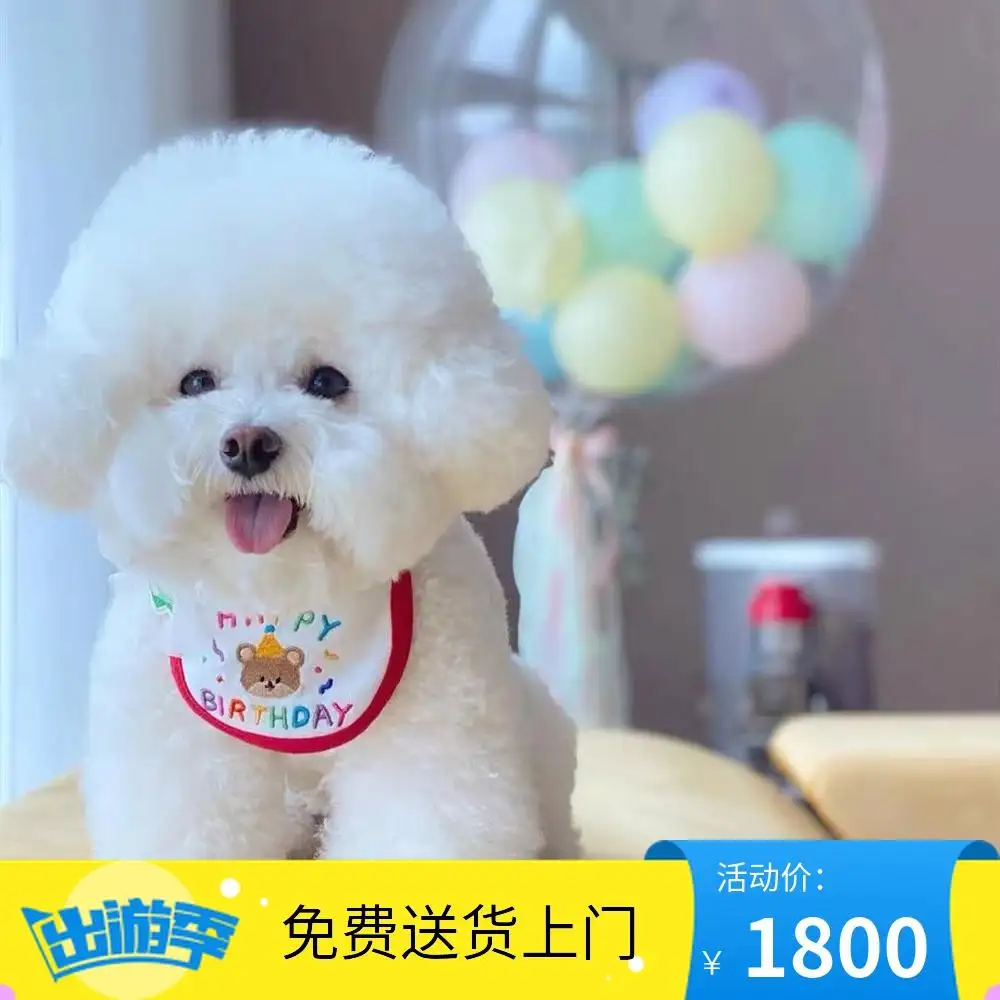 一只比熊犬纯种幼犬多少钱(一只比熊犬纯种幼犬多少钱呀)