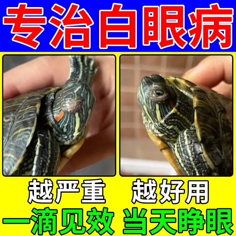 乌龟不睁眼怎么办(乌龟不睁眼是什么意思)