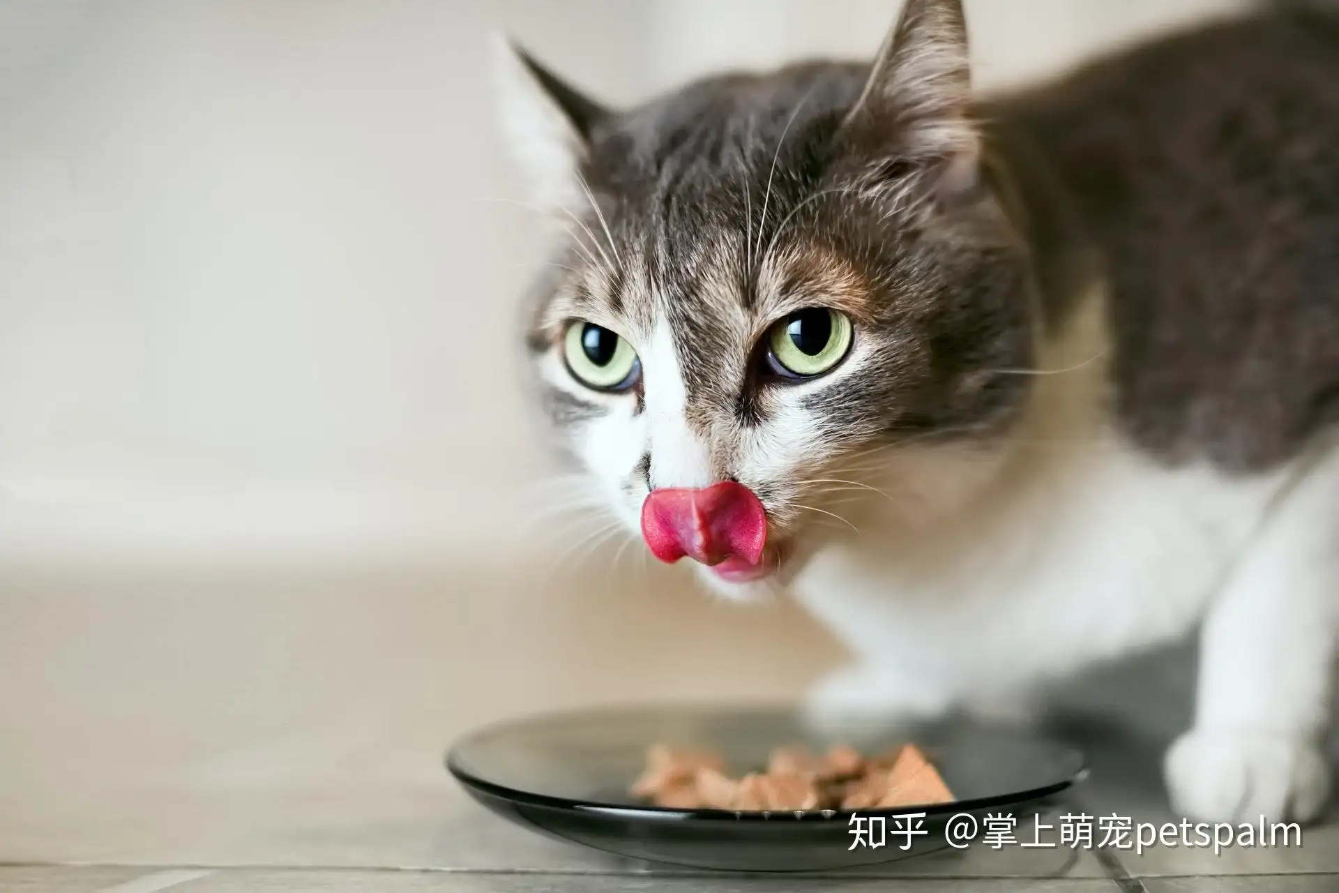 猫咪能吃洋葱么(猫可以吃洋葱圈么)