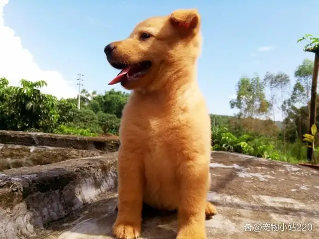 土狗就是中华田园犬吗(土狗的学名是叫中华田园犬吗)