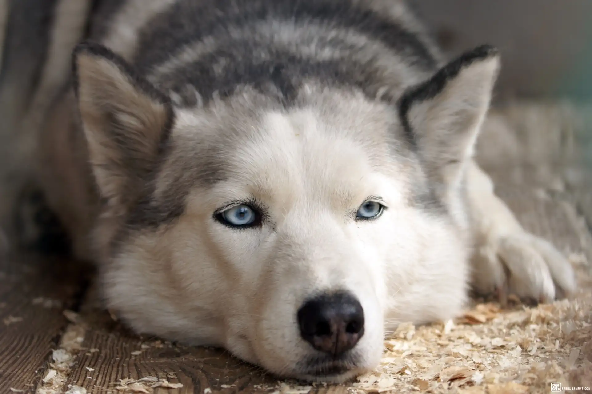 哈士奇犬(哈士奇犬,5周龄,雄性,购回4天)