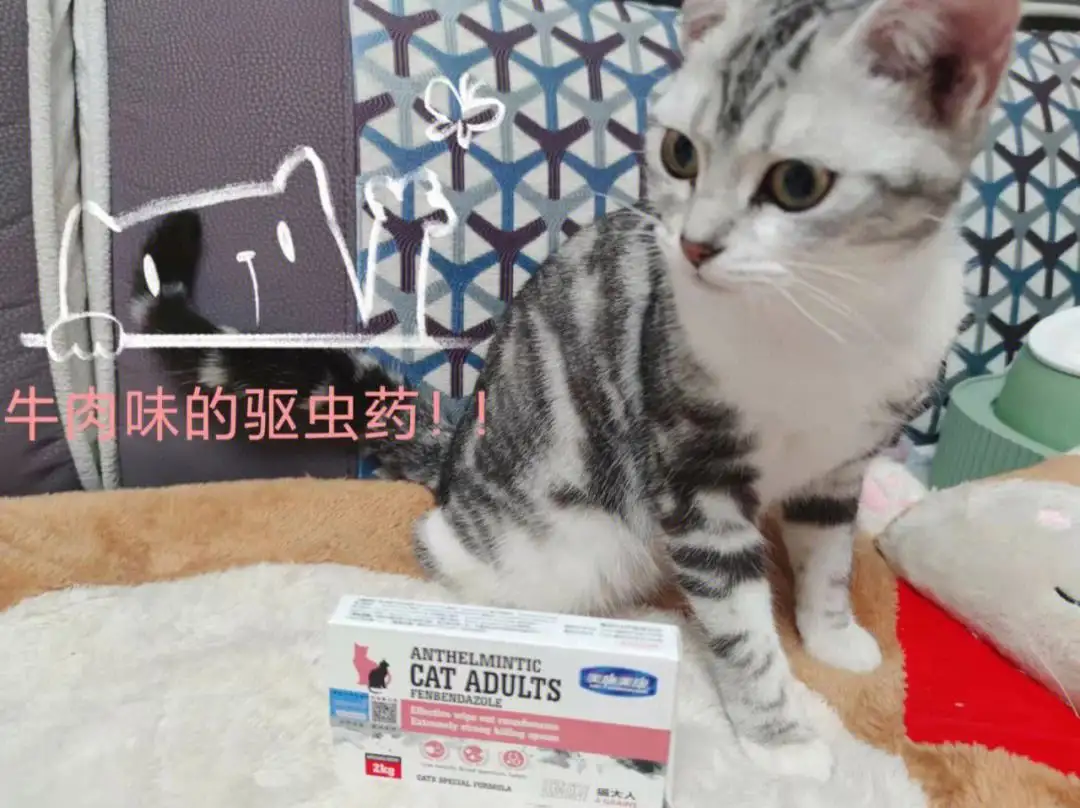 猫吃了驱虫药多久排虫(猫吃了驱虫药多久排虫好)