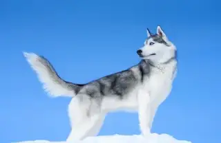 雪橇犬哈士奇(雪橇犬哈士奇的区别)