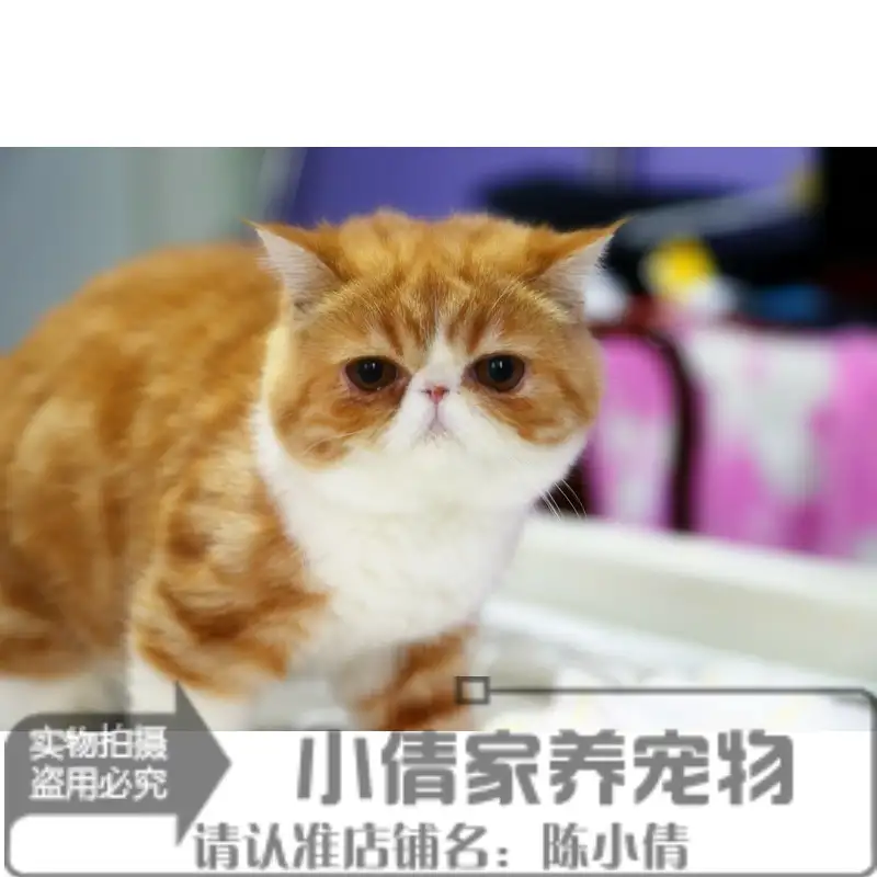 虎斑加菲猫多少钱一只(虎斑加菲猫是怎么配出来的)