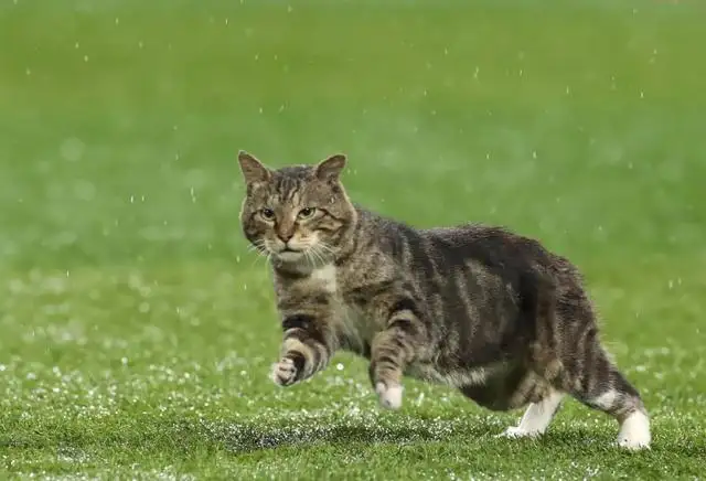 猫最怕什么气味一闻就跑(猫最怕什么气味一闻就跑来跑去)